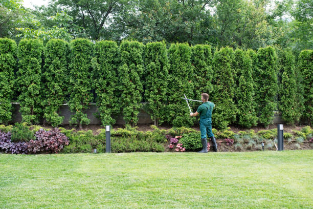 Endicott, NY Tree Removal and Landscaping Services Company